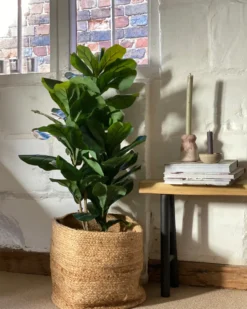 Sæt af 2 kurve KAELLA Jute Sand Beige